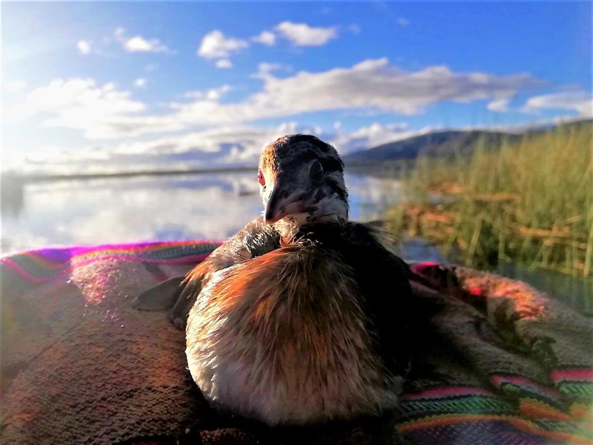 Alojamiento Flotante Del Titicaca Albergue Puno Exterior foto